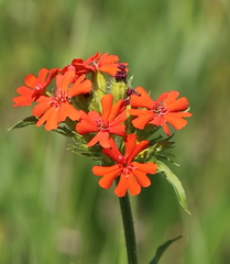 Silene chalcedonica