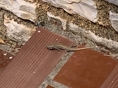 Podarcis muralis maculiventris