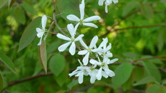 Amelanchier spicata