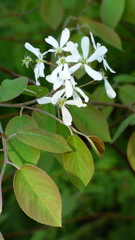 Amelanchier spicata
