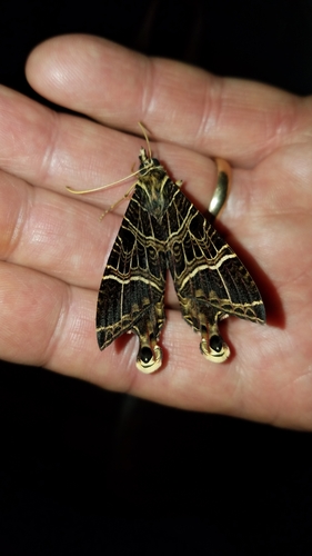 Coronidia canace photographed in Honduras