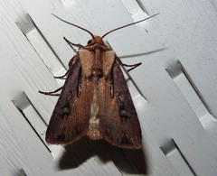 Agrotis volubilis