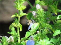 Justicia petiolaris