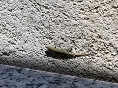 Podarcis muralis maculiventris