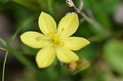 Sisyrinchium cernuum