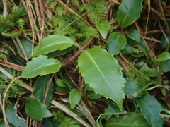 Hydrangea viburnoides