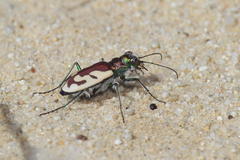 Cicindela lengi