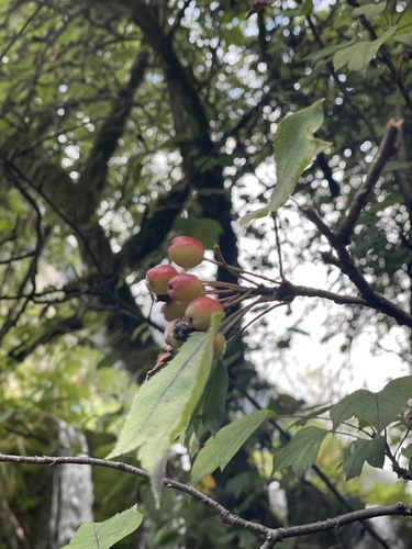 Malus kansuensis