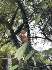 Kansu Crabapple (Malus kansuensis)