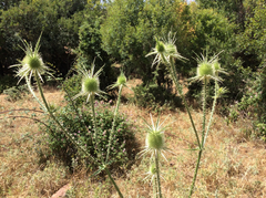 Dipsacus ferox