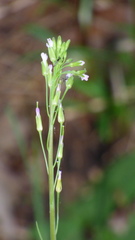 Turritis glabra