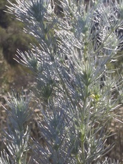 Aspalathus florifera