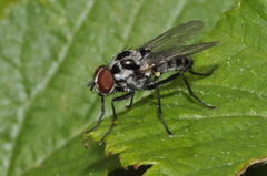 Anthomyia procellaris
