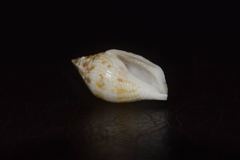 Maculastrombus maculatus