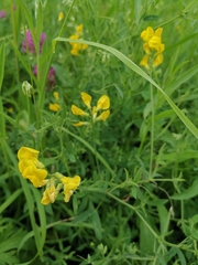 Lathyrus pratensis