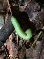 Peridea basitriens