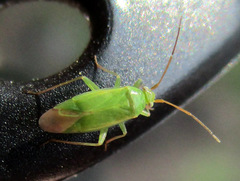 Orthotylinae