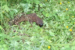 Heloderma horridum