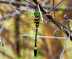 Phyllomacromia picta