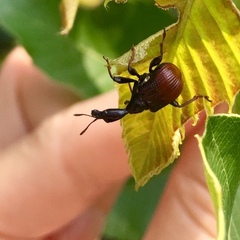 Paracycnotrachelus chinensis