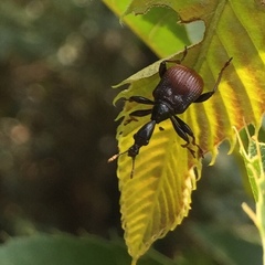 Paracycnotrachelus chinensis