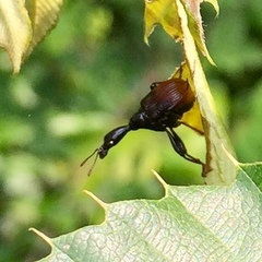 Paracycnotrachelus chinensis
