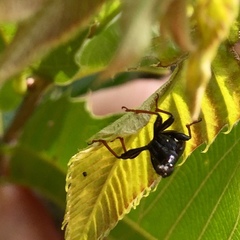 Paracycnotrachelus chinensis