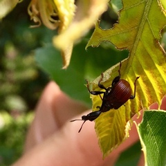 Paracycnotrachelus chinensis