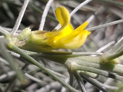 Aspalathus florifera