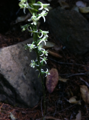 Piperia