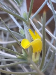 Aspalathus florifera