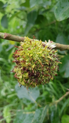 Stenacis triradiata nuotrauka