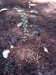 Piperia