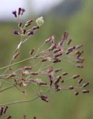 Senecio gerrardii