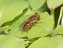 Parhelophilus laetus