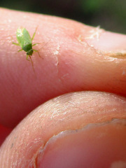 Orthotylinae