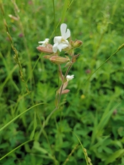 Silene latifolia alba