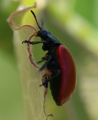Chrysomela populi