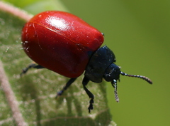 Chrysomela populi
