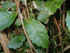 Hydrangea viburnoides