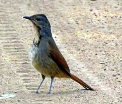 Cichladusa arquata