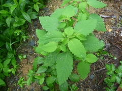 Impatiens pallida
