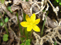 Hypoxis decumbens