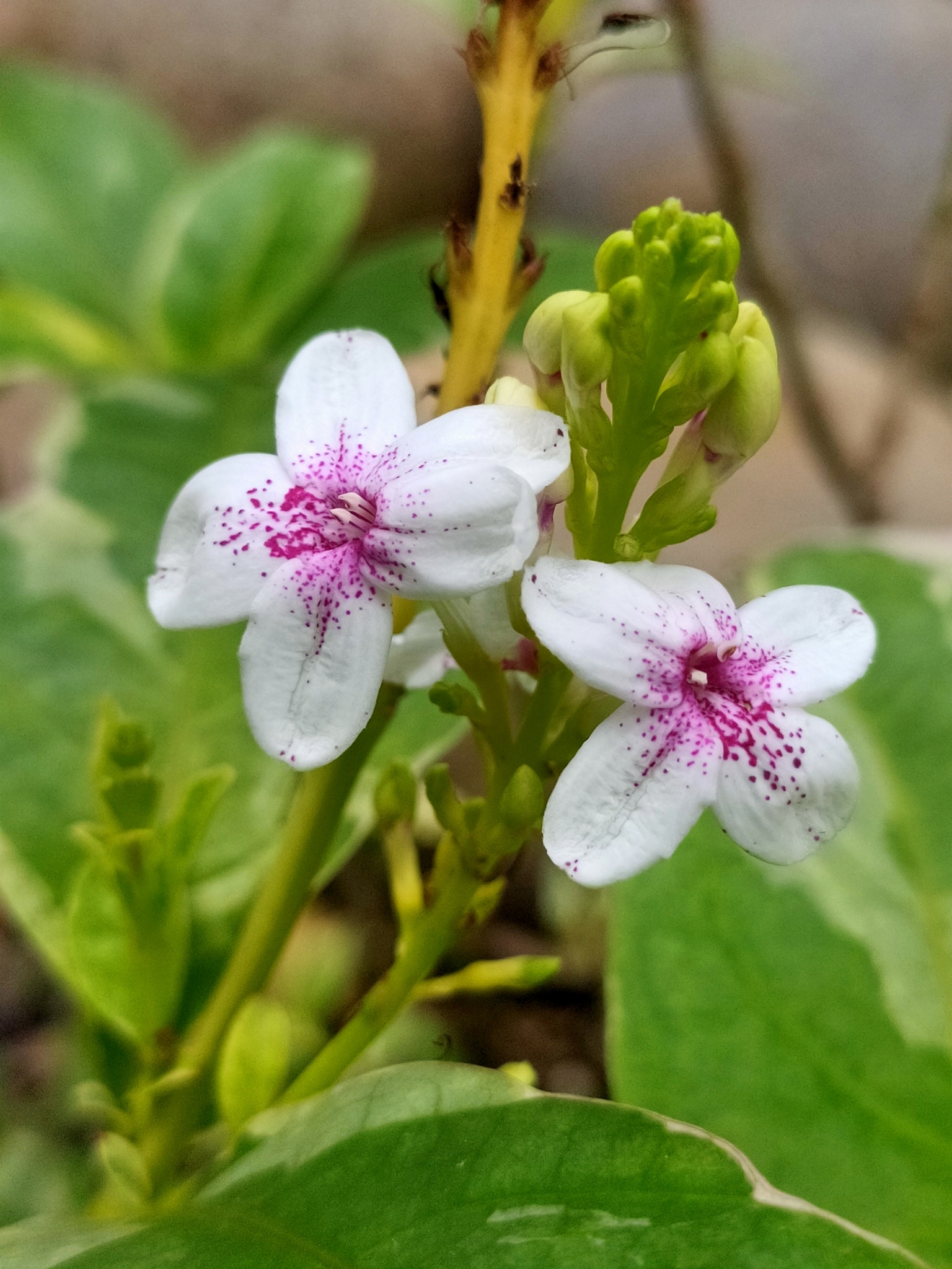 Pseuderanthemum maculatum (Pseuderanthemum maculatum)