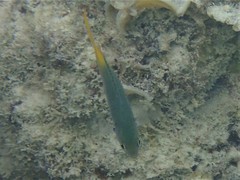 Neopomacentrus nemurus