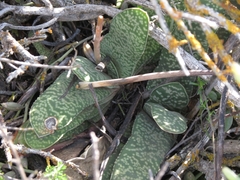 Gasteria disticha