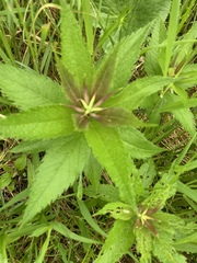 Eutrochium maculatum