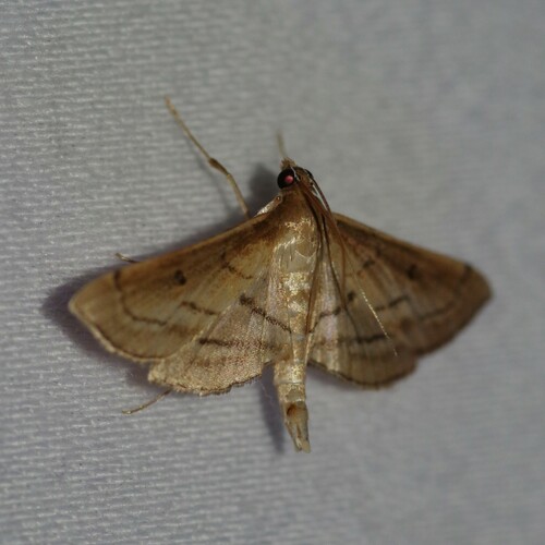 Acrobat Moth photo 5