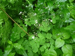 Thalictrum clavatum