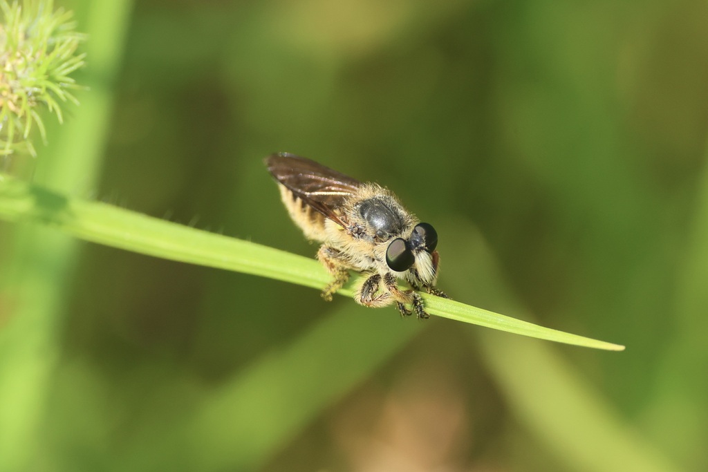 Eastern Beebandit